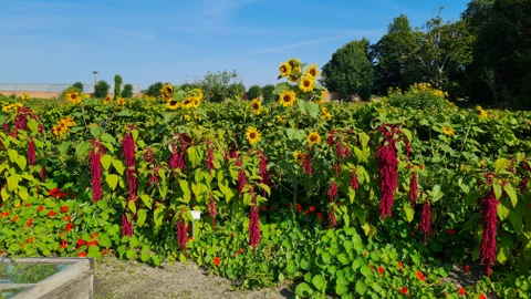 Blomster fra haven på Gl. Estrup