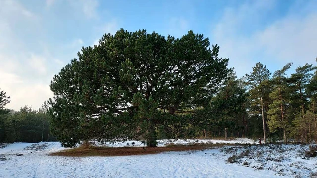 Nomineret til årets træ - Fyr Grenaa Plantage