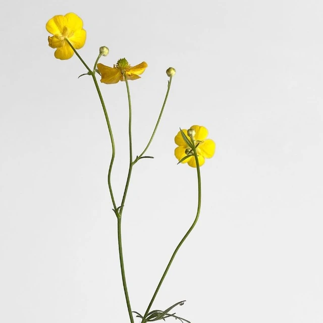 Tinne Stender, blomst