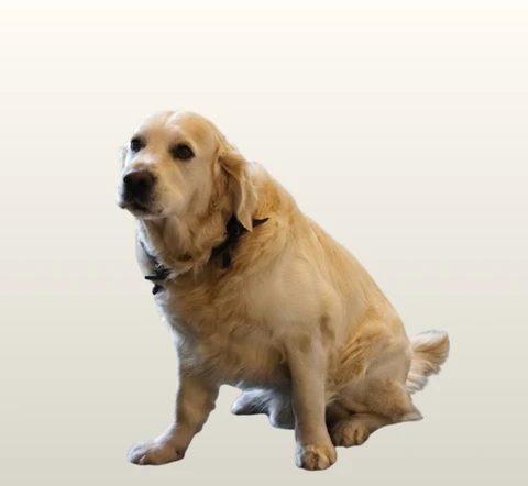 Billede af Klaus B. Knudsen hund Elton